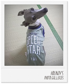海くん 犬の洋服 イタグレ写真