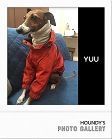 マウンテンジャケット Yuuちゃん 犬服 写真 イタリアン グレーハウンド